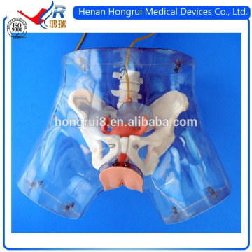 ISO High Quality Female Urethral Catheterization Model